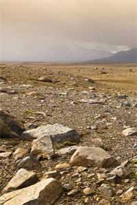 从此鲜花赠自己试读