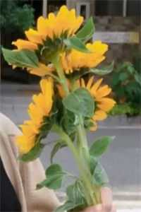 爱如烟花，转瞬即逝：+后续+结局创作编写顾鸢沈景初全文阅读下载最新章节列表笔趣阁