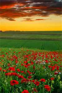 深情湮灭，你我不复顾墨廷苏月全本免费在线阅读